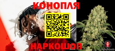 сатива Камышлов